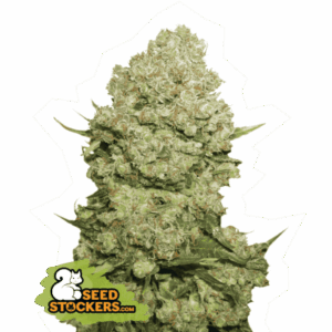white-widow-feminized